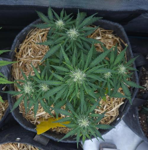LSO Autoflowers 2.0 !. Week 6 - Gorilla Zkittlez (Day 41)