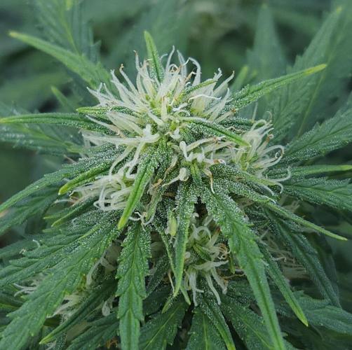 LSO Autoflowers 2.0 !. Week 6 - Gorilla Zkittlez (Day 41)