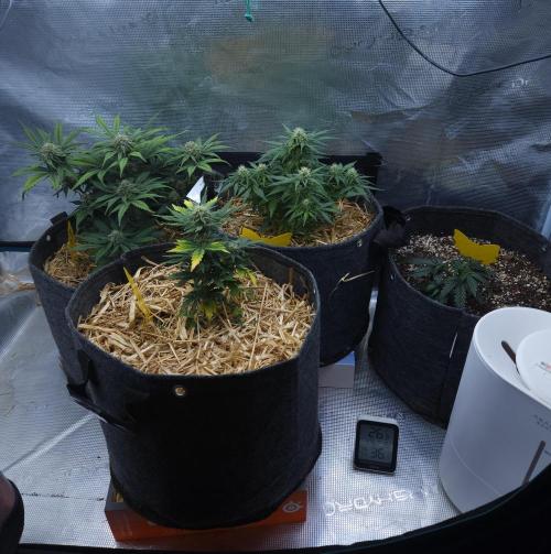 LSO Autoflowers 2.0 !. Week 6 - 12/01/25