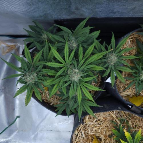 LSO Autoflowers 2.0 !. Week 6 - Grape Gorilla (Day 42)