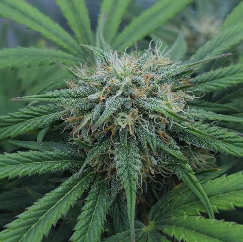 LSO Autoflowers 2.0 !. Week 6 - Grape Gorilla (Day 42)