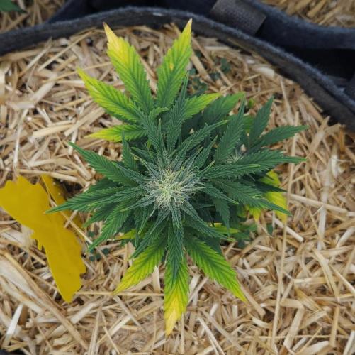 LSO Autoflowers 2.0 !. Week 6 - Grape Tuna (Day 42)