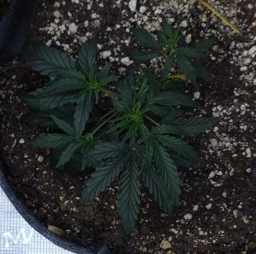 LSO Autoflowers 2.0 !. Week 6 - Wedding Cake (Day 26)