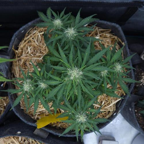 LSO Autoflowers 2.0 !. Week 6 - Gorilla Zkittlez (Day 42)