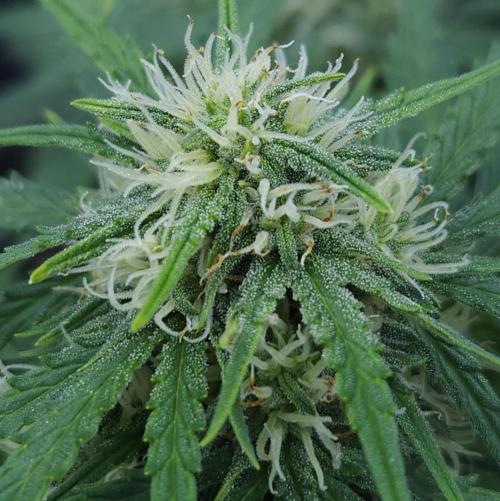 LSO Autoflowers 2.0 !. Week 6 - Gorilla Zkittlez (Day 42)