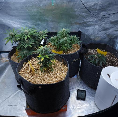 LSO Autoflowers 2.0 !. Week 6 - 12/02/25