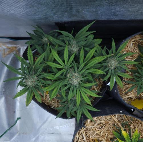 LSO Autoflowers 2.0 !. Week 7 - Grape Gorilla (Day 43)