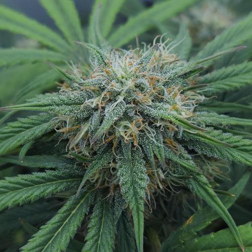 LSO Autoflowers 2.0 !. Week 7 - Grape Gorilla (Day 43)