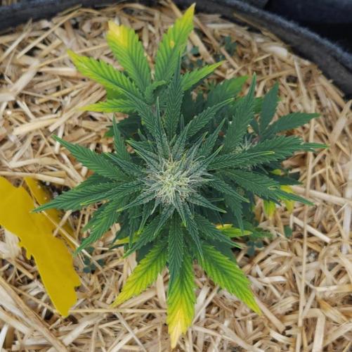 LSO Autoflowers 2.0 !. Week 7 - Grape Tuna (Day 43)