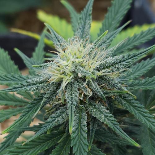 LSO Autoflowers 2.0 !. Week 7 - Grape Tuna (Day 43)