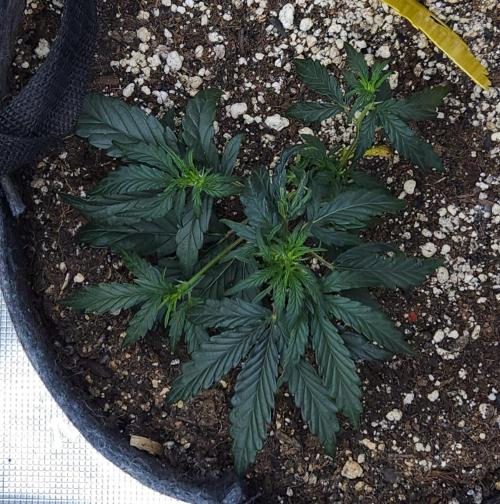 LSO Autoflowers 2.0 !. Week 7 - Wedding Cake (Day 27)