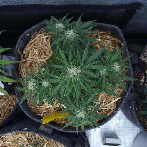 LSO Autoflowers 2.0 !. Week 7 - Gorilla Zkittlez (Day 43)