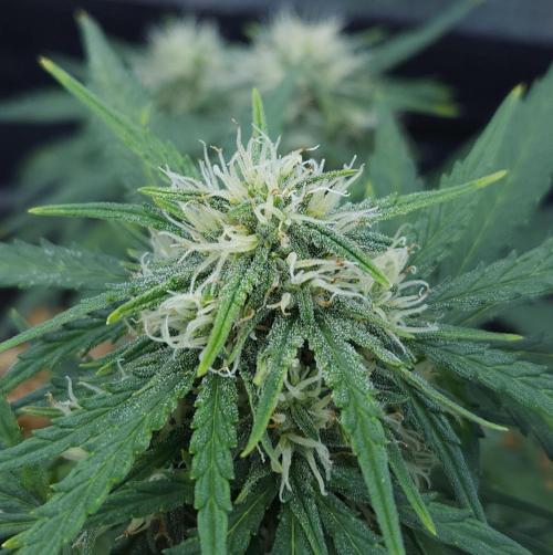 LSO Autoflowers 2.0 !. Week 7 - Gorilla Zkittlez (Day 43)