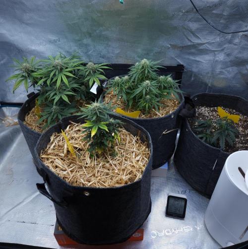 LSO Autoflowers 2.0 !. Week 7 - 12/03/25