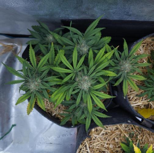 LSO Autoflowers 2.0 !. Week 7 - Grape Gorilla (Day 44)