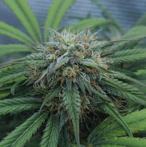 LSO Autoflowers 2.0 !. Week 7 - Grape Gorilla (Day 44)