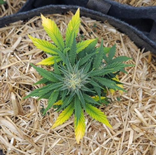 LSO Autoflowers 2.0 !. Week 7 - Grape Tuna (Day 44)