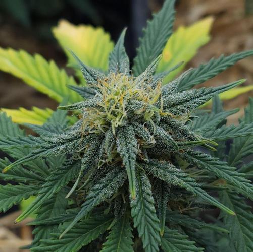 LSO Autoflowers 2.0 !. Week 7 - Grape Tuna (Day 44)