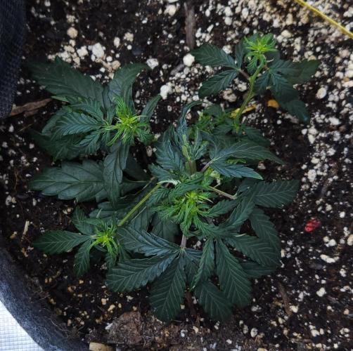 LSO Autoflowers 2.0 !. Week 7 - Wedding Cake (Day 28)