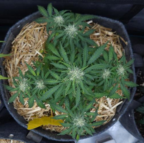 LSO Autoflowers 2.0 !. Week 7 - Gorilla Zkittlez (Day 44)