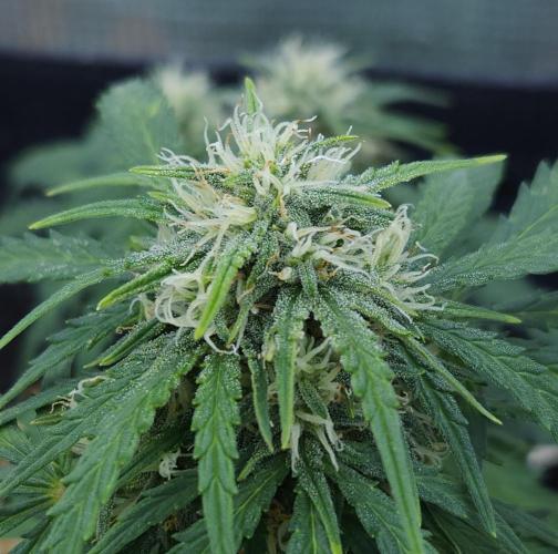 LSO Autoflowers 2.0 !. Week 7 - Gorilla Zkittlez (Day 44)