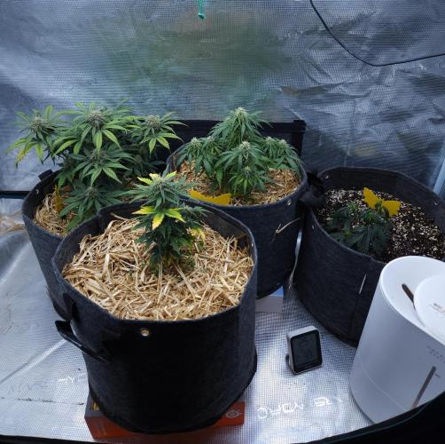 LSO Autoflowers 2.0 !. Week 7 - 12/04/25