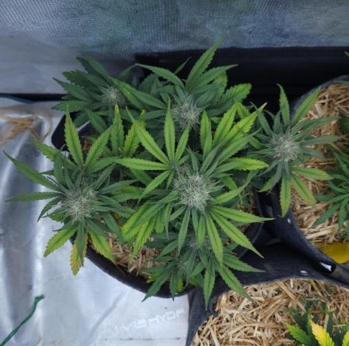 LSO Autoflowers 2.0 !. Week 7 - Grape Gorilla (Day 45)