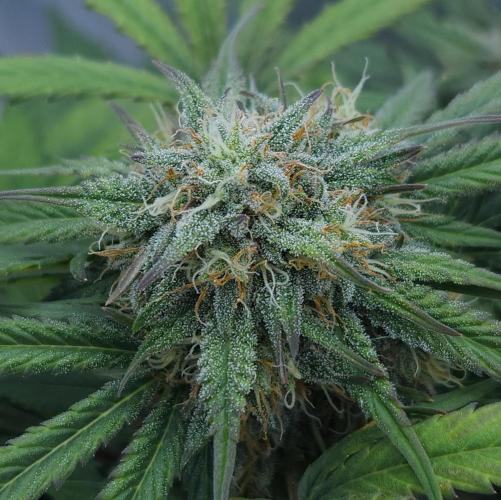 LSO Autoflowers 2.0 !. Week 7 - Grape Gorilla (Day 45)