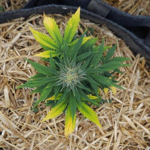 LSO Autoflowers 2.0 !. Week 7 - Grape Tuna (Day 45)