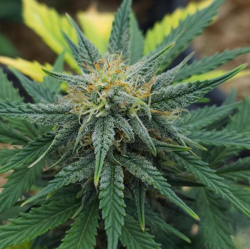 LSO Autoflowers 2.0 !. Week 7 - Grape Tuna (Day 45)