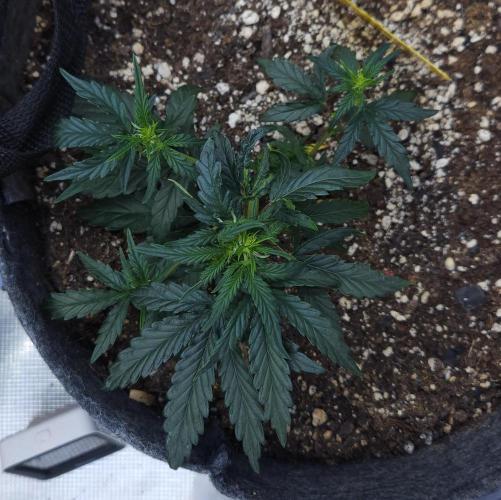 LSO Autoflowers 2.0 !. Week 7 - Wedding Cake (Day 29)