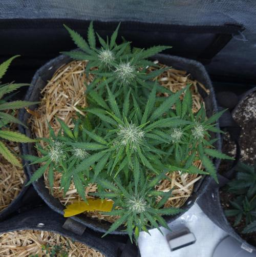 LSO Autoflowers 2.0 !. Week 7 - Gorilla Zkittlez (Day 45)