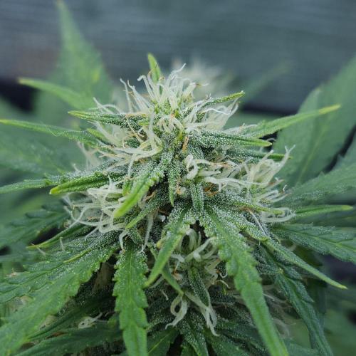 LSO Autoflowers 2.0 !. Week 7 - Gorilla Zkittlez (Day 45)