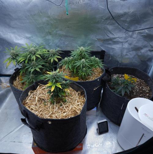 LSO Autoflowers 2.0 !. Week 7 - 12/05/25