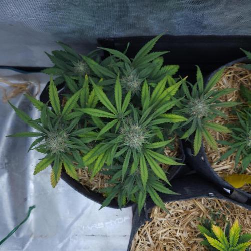 LSO Autoflowers 2.0 !. Week 7 - Grape Gorilla (Day 46)