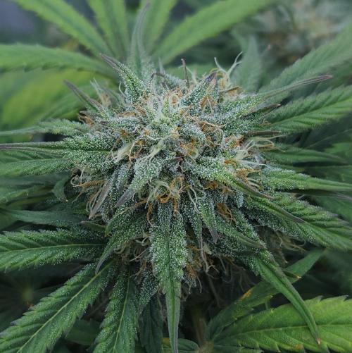 LSO Autoflowers 2.0 !. Week 7 - Grape Gorilla (Day 46)