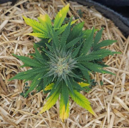 LSO Autoflowers 2.0 !. Week 7 - Grape Tuna (Day 46)