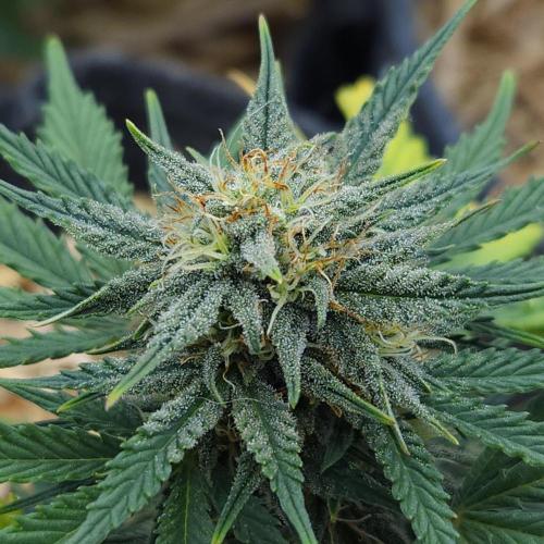 LSO Autoflowers 2.0 !. Week 7 - Grape Tuna (Day 46)