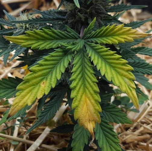 LSO Autoflowers 2.0 !. Week 7 - Grape Tuna (Day 46)