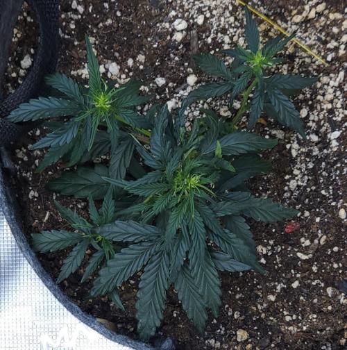 LSO Autoflowers 2.0 !. Week 7 - Wedding Cake (Day 30)