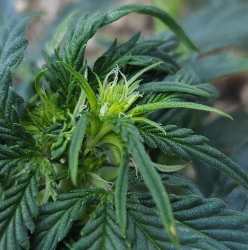 LSO Autoflowers 2.0 !. Week 7 - Wedding Cake (Day 30)