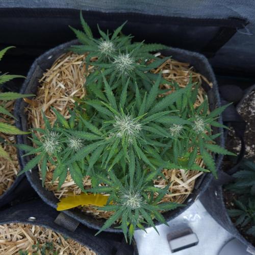 LSO Autoflowers 2.0 !. Week 7 - Gorilla Zkittlez (Day 46)