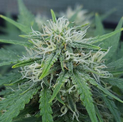 LSO Autoflowers 2.0 !. Week 7 - Gorilla Zkittlez (Day 46)