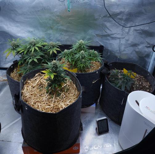 LSO Autoflowers 2.0 !. Week 7 - 12/06/25
