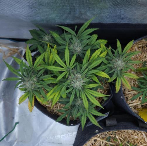 LSO Autoflowers 2.0 !. Week 7 - Grape Gorilla (Day 47)