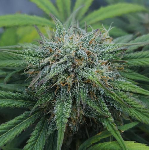 LSO Autoflowers 2.0 !. Week 7 - Grape Gorilla (Day 47)