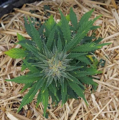 LSO Autoflowers 2.0 !. Week 7 - Grape Tuna (Day 47)