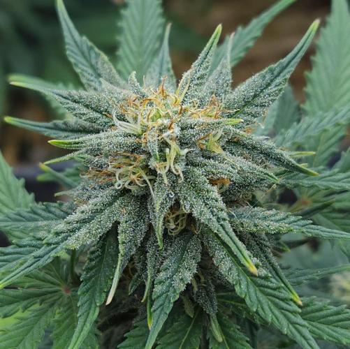 LSO Autoflowers 2.0 !. Week 7 - Grape Tuna (Day 47)