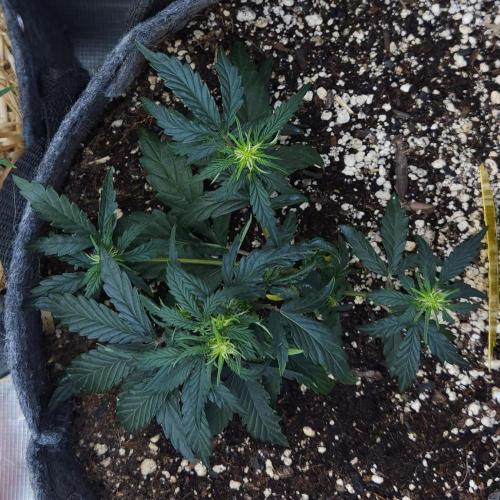 LSO Autoflowers 2.0 !. Week 7 - Wedding Cake (Day 31)