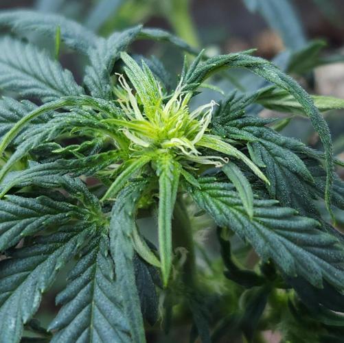 LSO Autoflowers 2.0 !. Week 7 - Wedding Cake (Day 31)